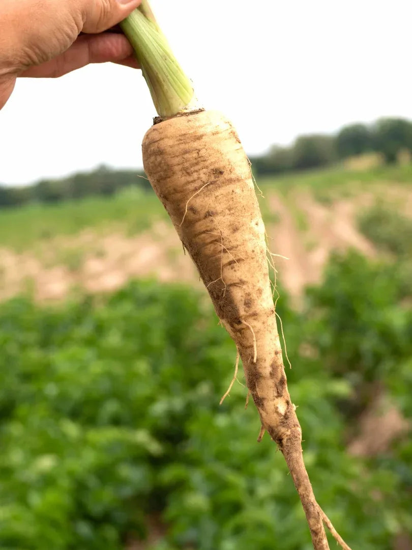 Parsnip- COMING SOON