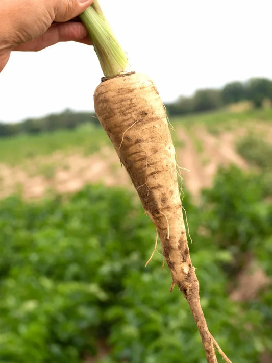 Parsnip- COMING SOON