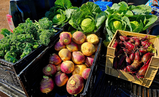 Turnip LARGE