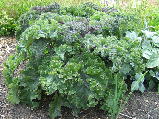 Kale (bag)