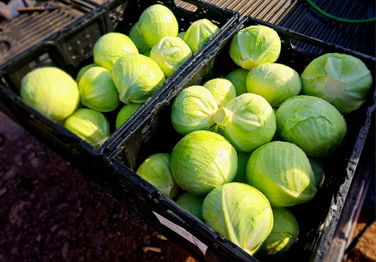 Cabbage LARGE