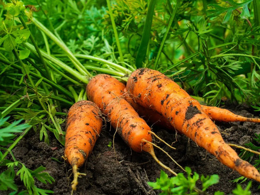 Carrot COMING SOON