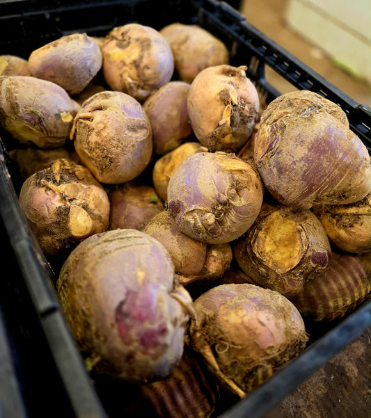 Turnip MEDIUM