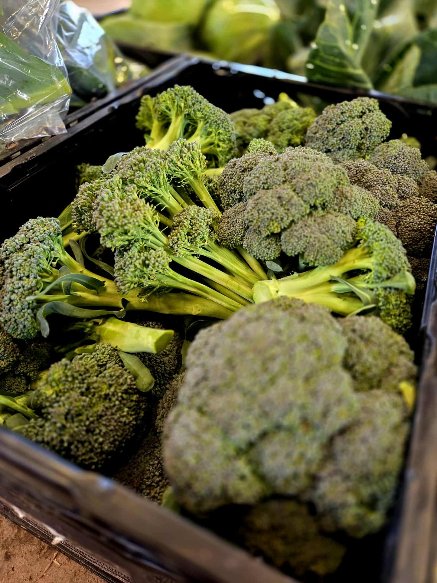 Broccoli
