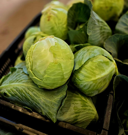 Cabbage MEDIUM