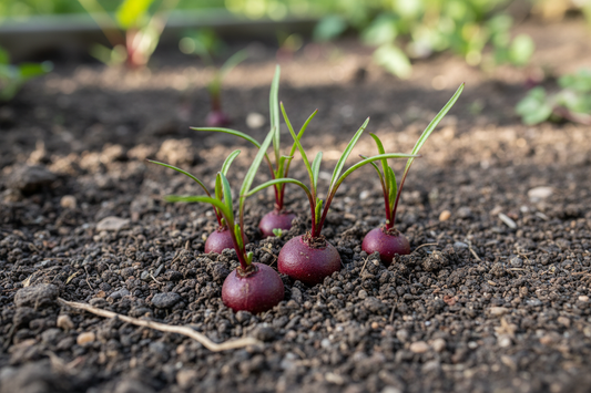 small beets in ground